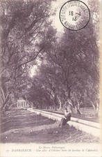 Morocco, Marrakech. Une alée d'Oliviers 77105