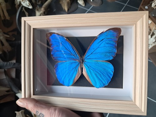 Papillon morpho didius sous - didius,