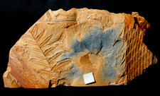 Beau Rare Plante fossilie