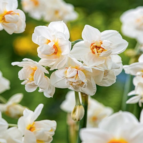 Bulbes narcisses doubles - bulbes,