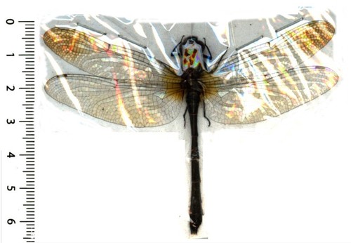 Odonata anisoptera zygonyx - anisoptera,