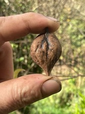 Juglan alantifolia var c,Noyer