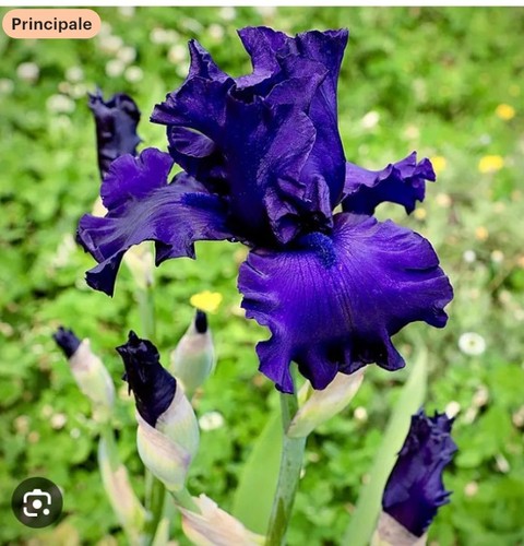 Ris germinca bleu - germinca,