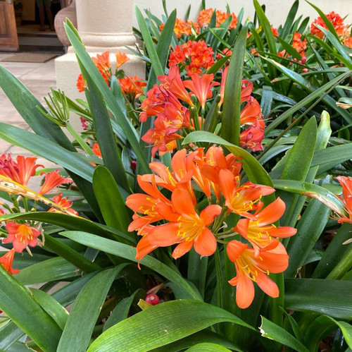 Live orange clivia miniata - orange,