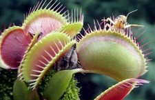DIONAEA MUSCIPULA GÉANTE - PLANTE CARNIVORE, 25 graines LIVRAISON GRATUITE