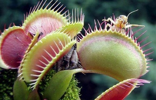 Dionaea muscipula géante - dionaea,