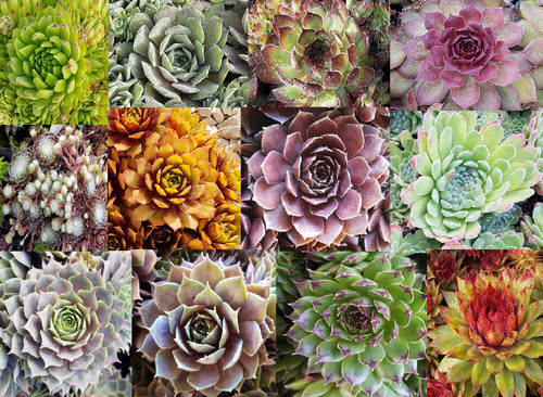 Kit collection sempervivum - kit,
