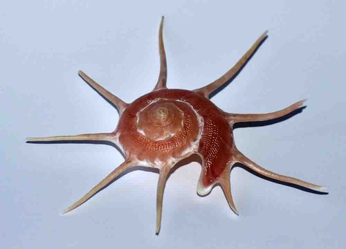 Coquillages turbinidae - turbinidae,