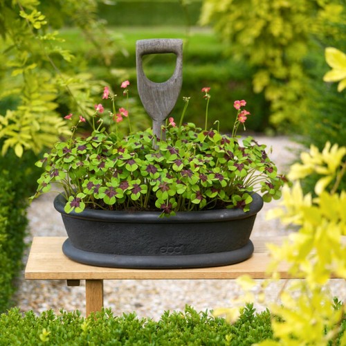 Oxalis iron cross collection - -,