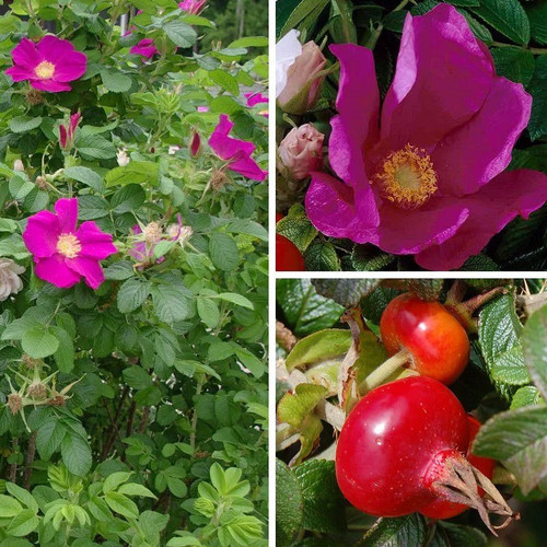 Rosa rugosa rubra rosier - 'rubra',