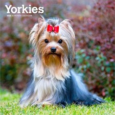 Yorkshire Terriers | 2026 12x24" (Hanging) Wall Calendar | Plastic-Free