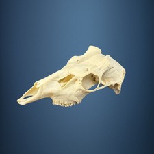 593KU Crane de cerf, bois de