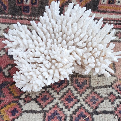 Corail dur sps blanc pour - corail,