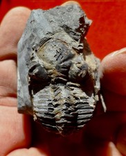 TRILOBITE DÉVONIEN DES