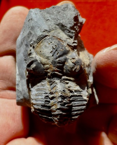 Trilobite dévonien des - dÉvonien,