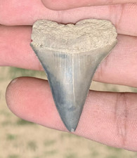Carcharodon hastalis Extinct