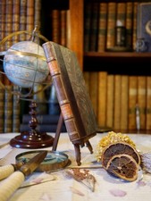 Le rosier de Madame Husson