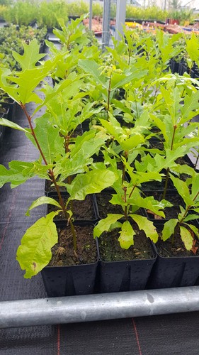 Quercus palustris chêne des - quercus,