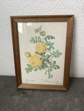 Ancien Petit Cadre Bois Decor Botanique Rosier Jaune De Souffre Deco Retro 