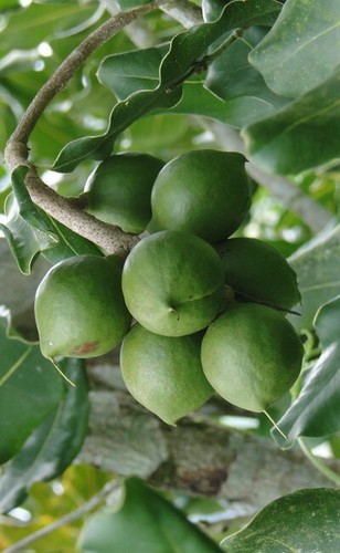 Noyer macadamia - macadamia,