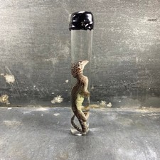 #5 - Spécimen humide de gecko léopard (Eublepharis Macularius)