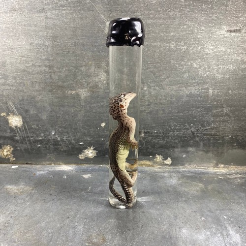 Spécimen humide de gecko - -,