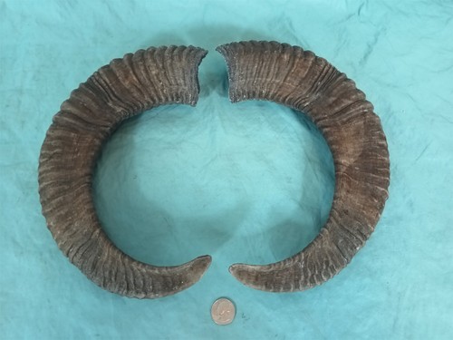 Pair mouflon mountain sheep - pair,
