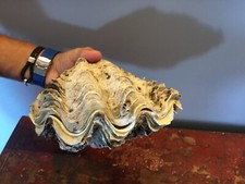 GROS  COQUILLAGE BENITIER BIVALVE 1 kg 280