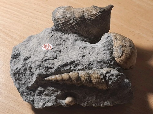 Gasteropodes terebra - gasteropodes, +