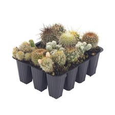 Cactus collection (Set 12