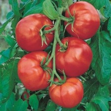 Lot De 25 Graines De Tomates