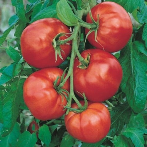 Lot graines de tomates - lot,