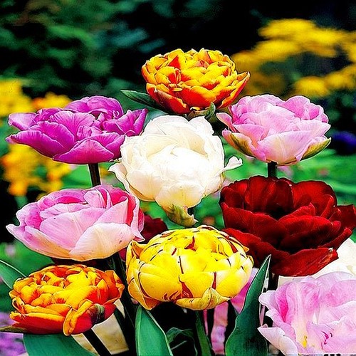 Bulbes tulipes doubles - bulbes, de