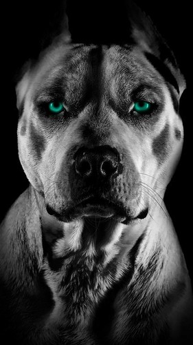 Plaque métal animal chien - ,