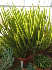 Euphorbia Alluaudii Plante