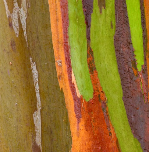 Eucalyptus deglupta seeds - deglupta,