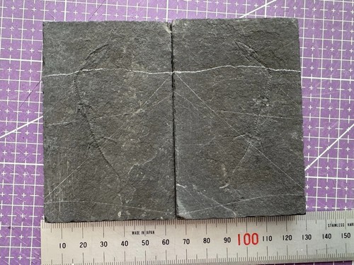 Fossile keichousaurus - de,