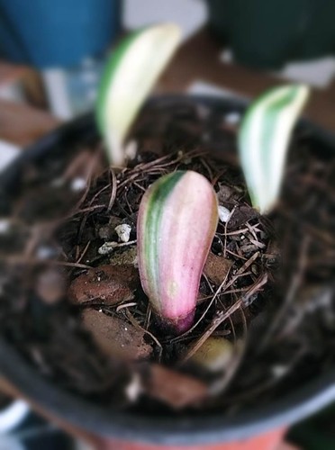 One leaf baby blood - blood, variegated
