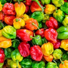 Lot De 10 Graines De Piment