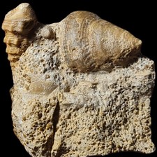 Rare Gasteropode Pietteia