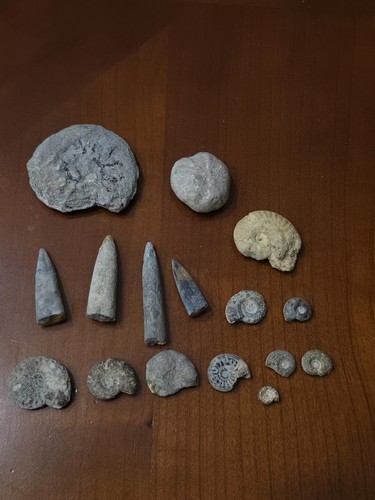 Lot fossiles du - fossiles, toarcien