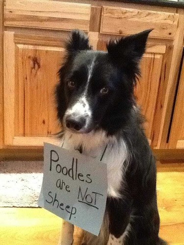 Border collie poodle dog - poodle,