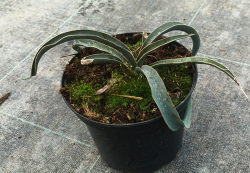 Yucca harrimaniae - /,
