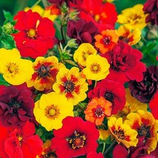 Lot De 100 Graines De