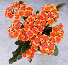 Kalanchoe Plant 7" Height orange and red