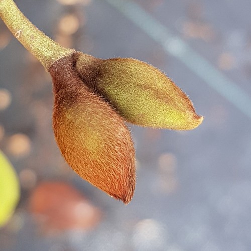 Michelia fairy blush - x,