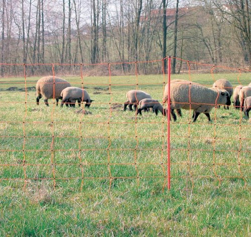 Verso moutons clôture - moutons,