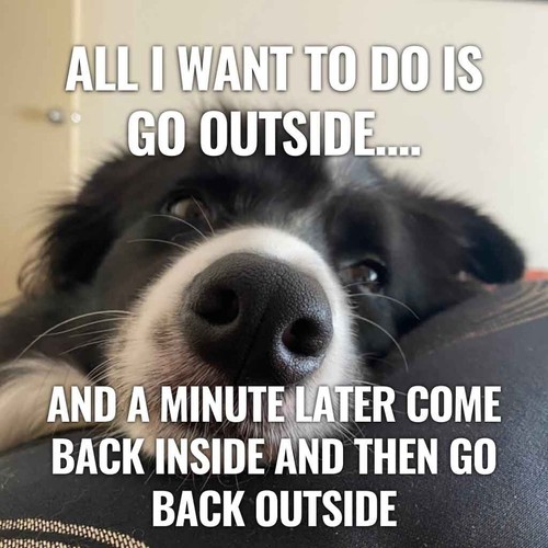 Border collie dog - border,