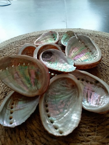 Coquilles ormeau abalone - d’ormeau, (abalone
