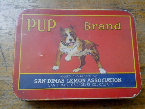 Rare pup brand collectible tin - rare,